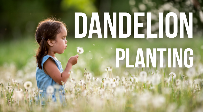 MOMC Dandelion Planting